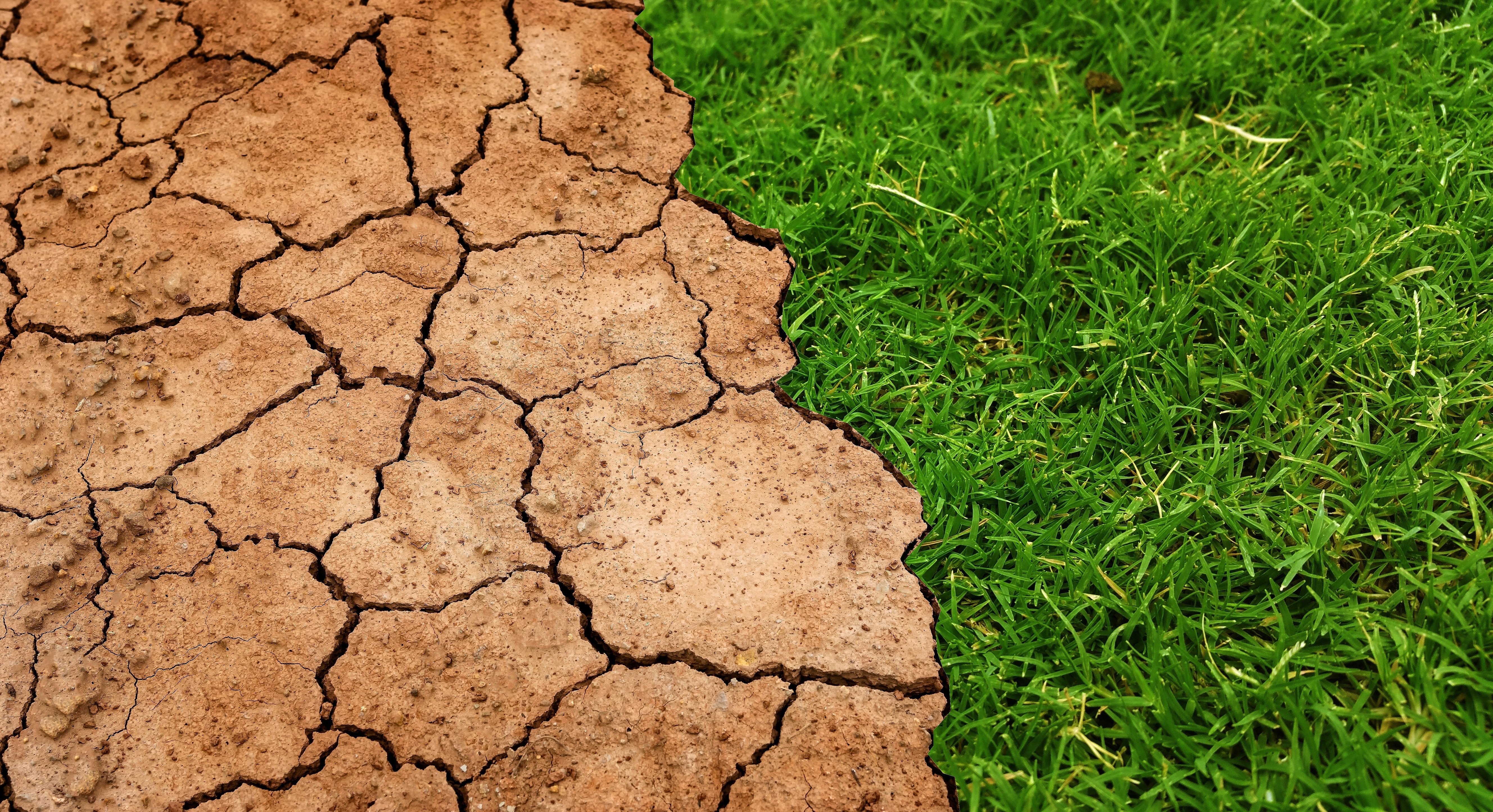 half green and half drought landscape